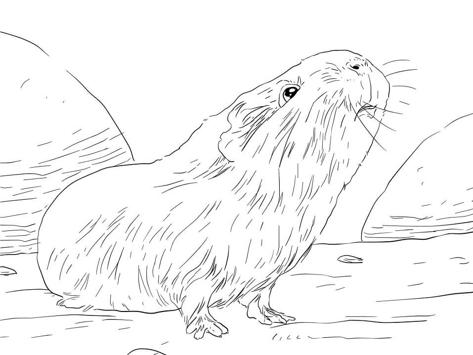Curious Guinea Pig Coloring Page