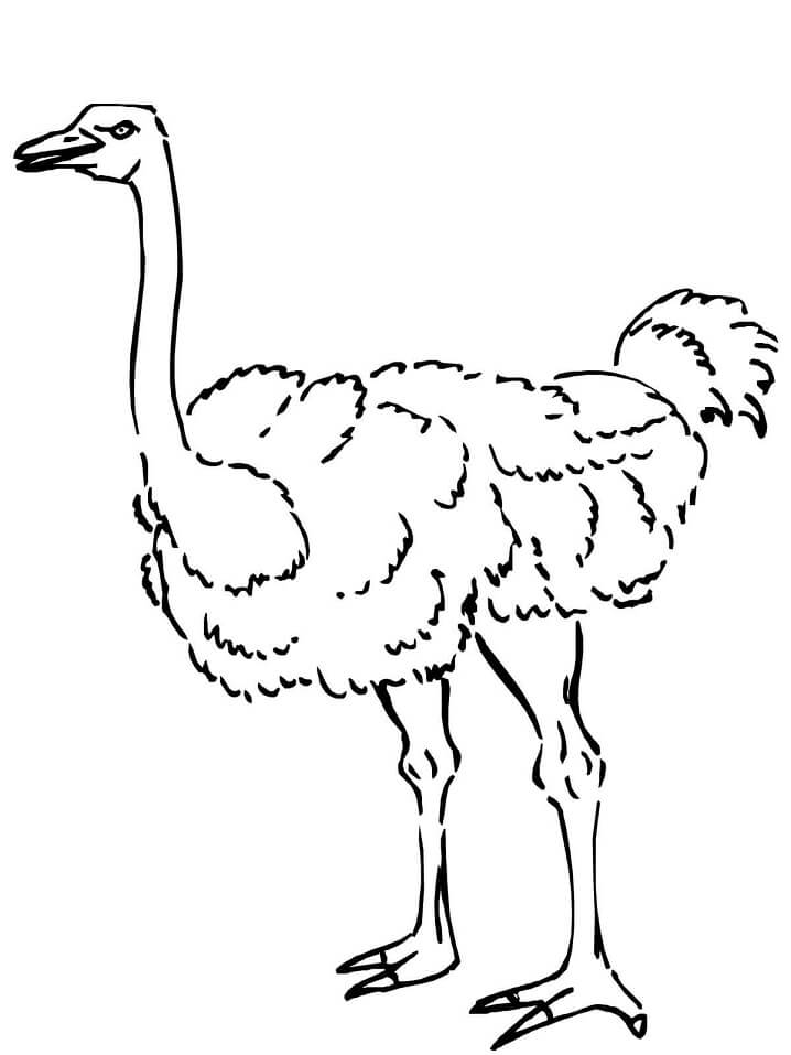 Curious Ostrich Coloring Page