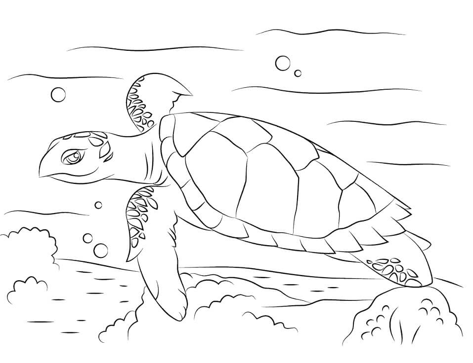 Cute Hawksbill Sea Turtle