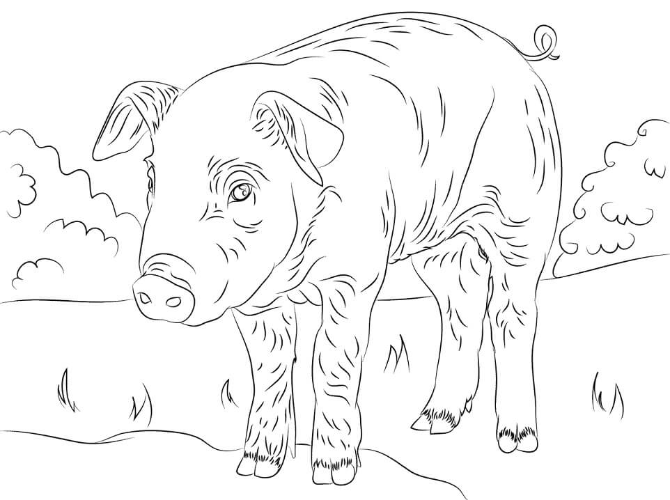 Cute Piglet Coloring Page
