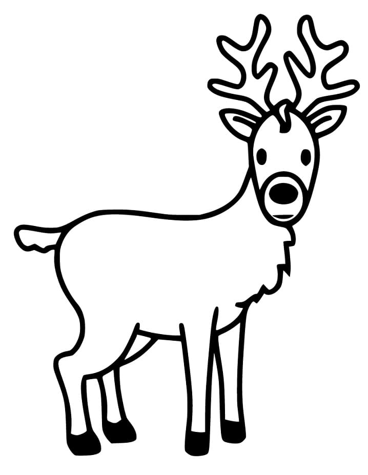 Cute Red Deer