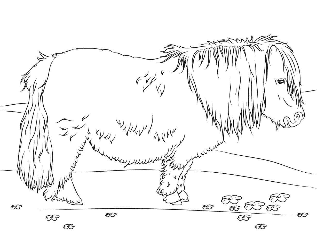 Cute Shetland Pony Coloring Page