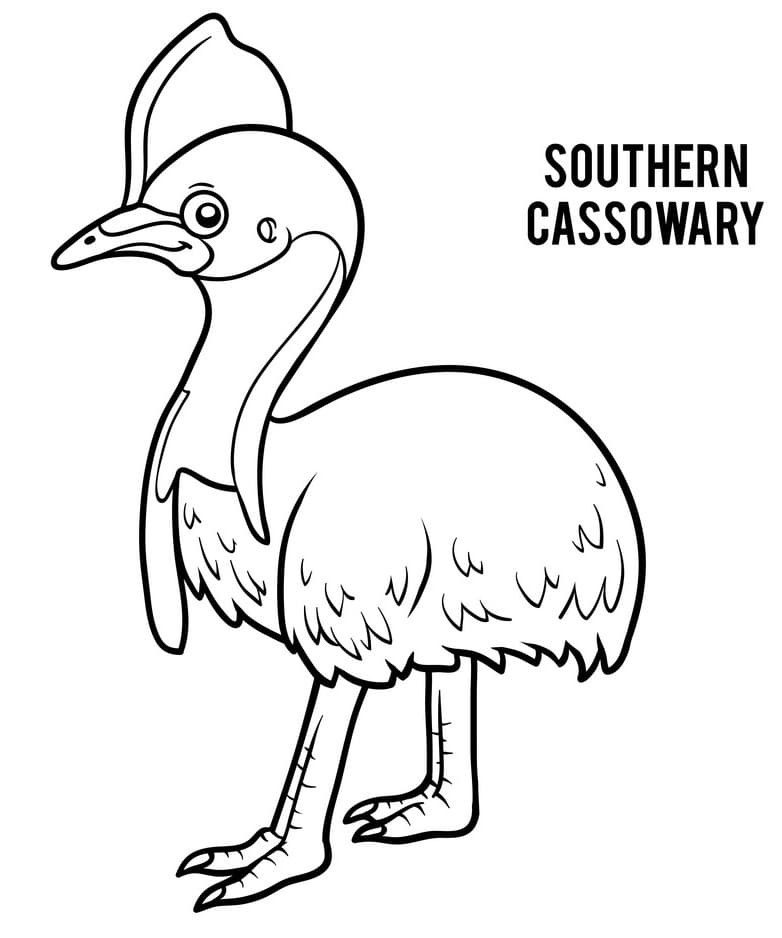 Cute Southern Cassowary
