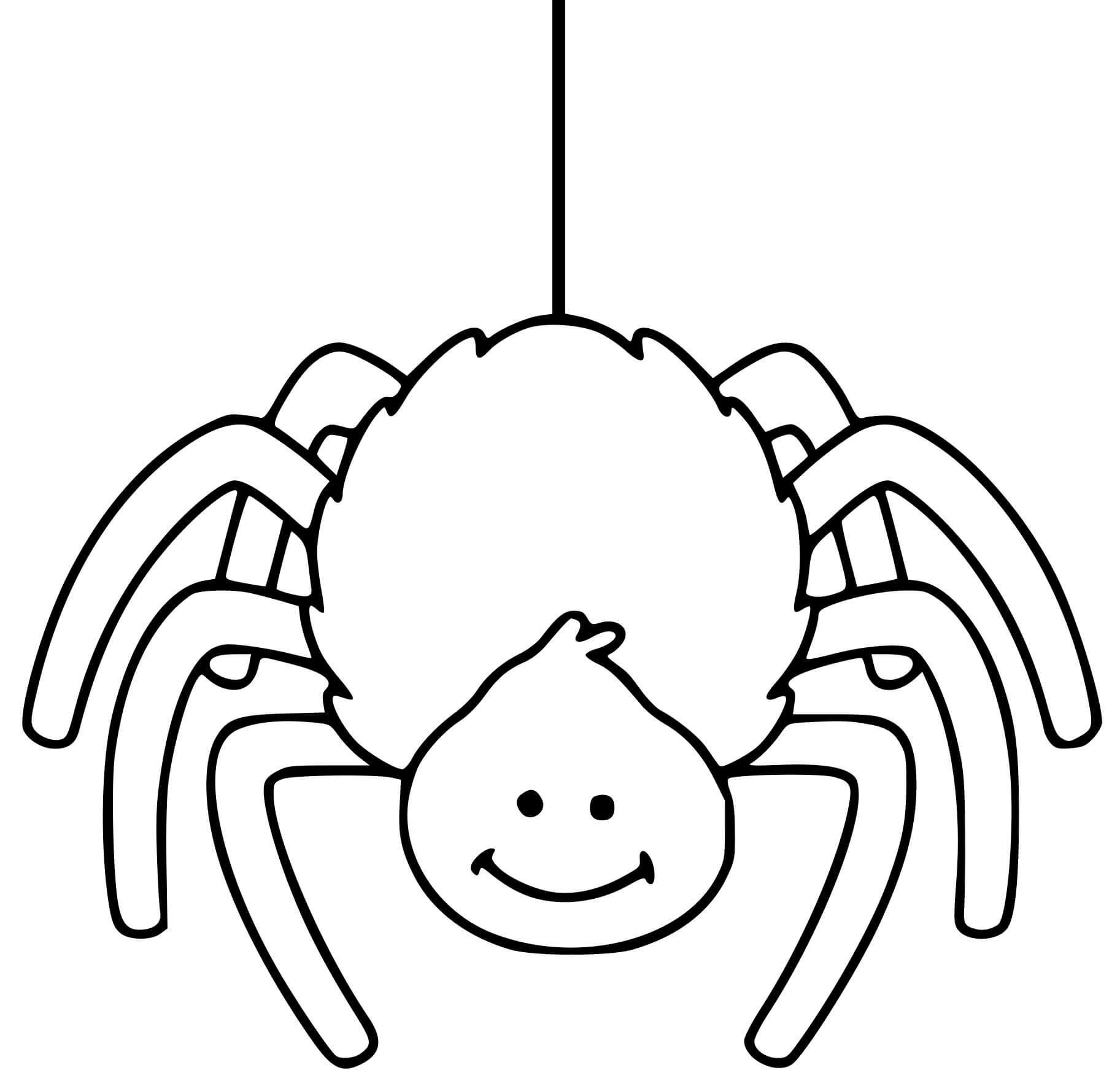 Cute Spider Web