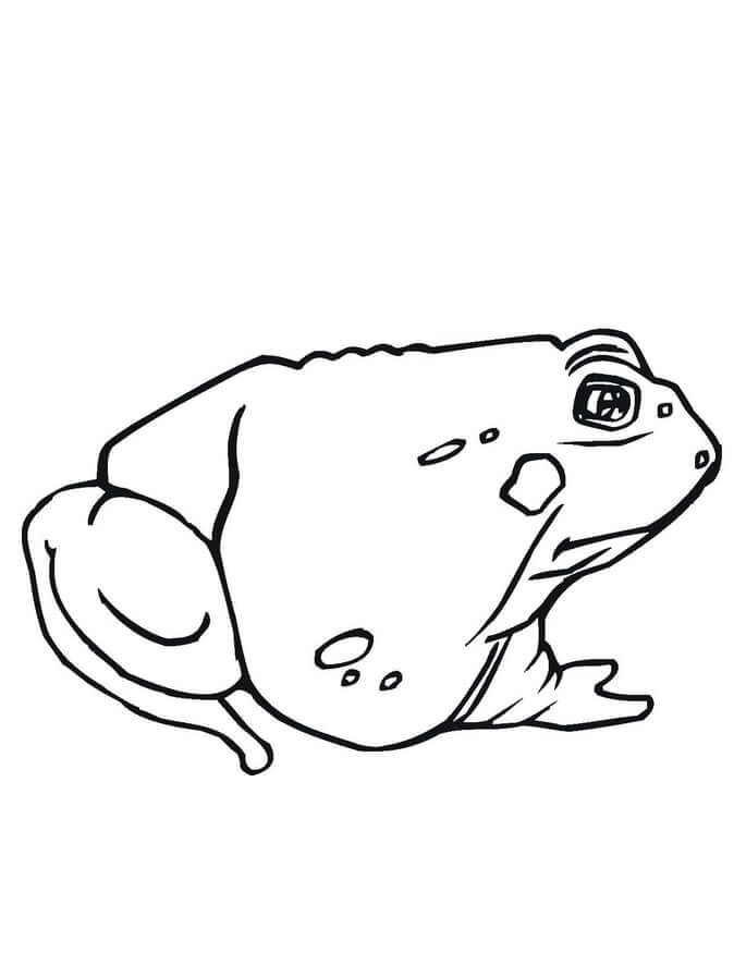 Cute Toad Coloring Page