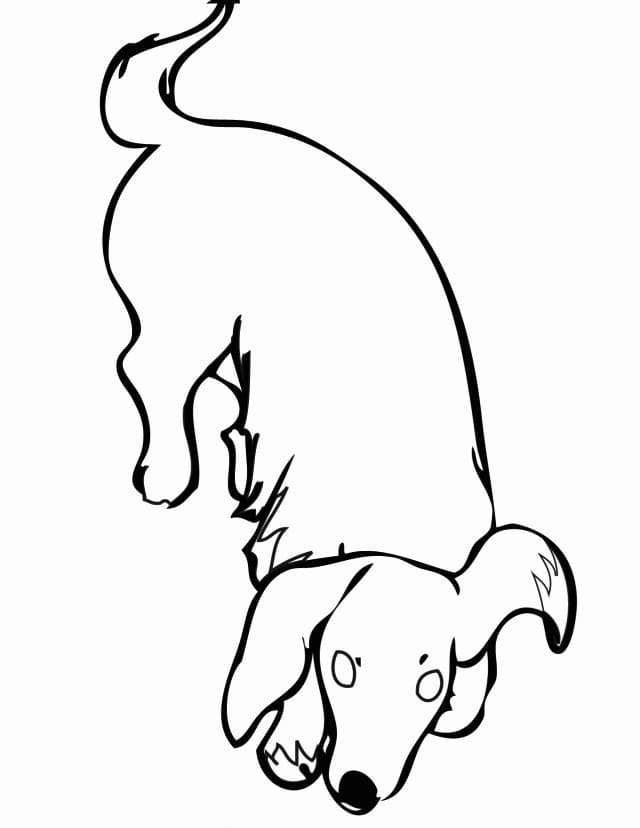 Dachshund 1 Coloring Page