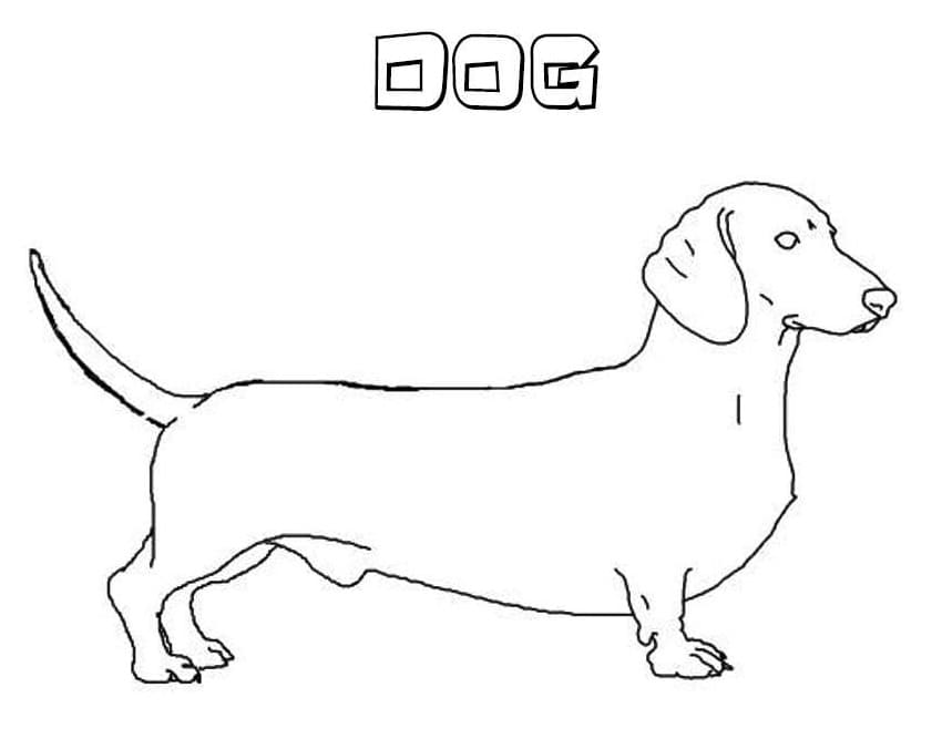 Dachshund Dog 1 Coloring Page