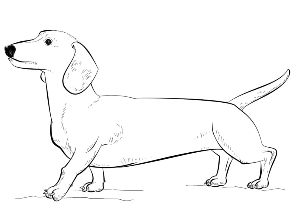 Dachshund Dog Coloring Page