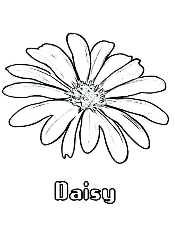 Daisy Printable