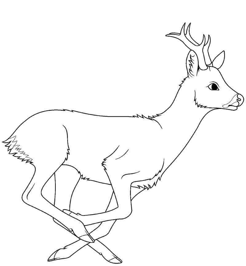 Deer is Running Coloring Page