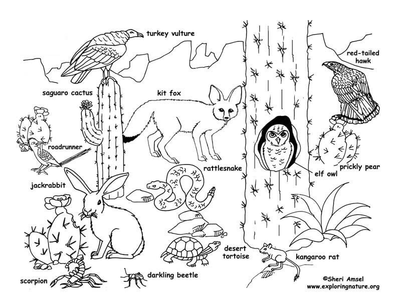 Desert Animals 1 Coloring Page