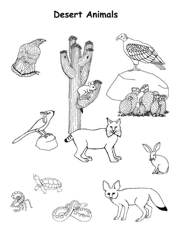 Desert Animals Coloring Page
