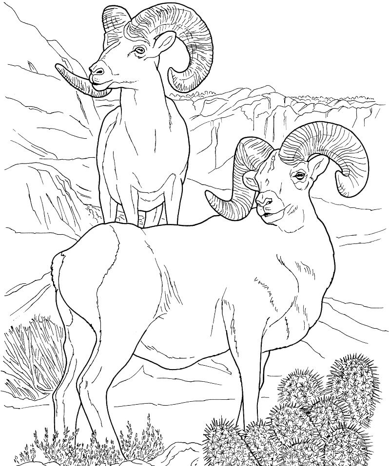 Desert Bighorn Sheep Coloring Page