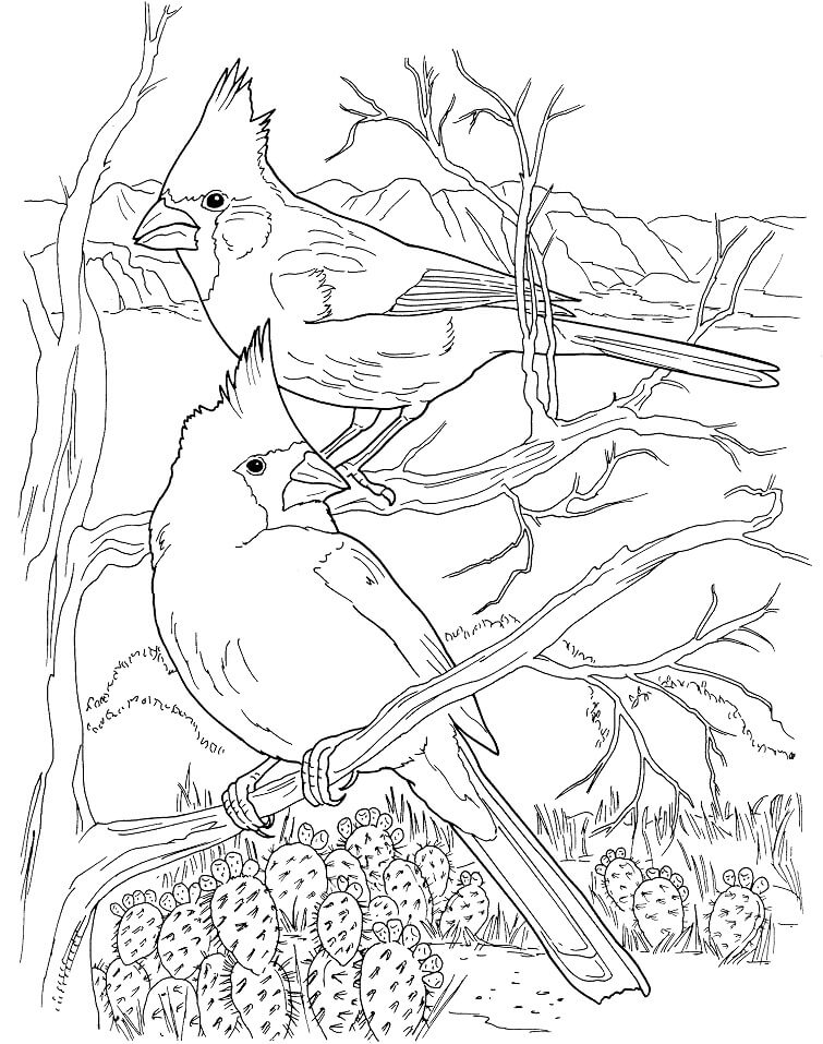 Desert Cardinals Coloring Page