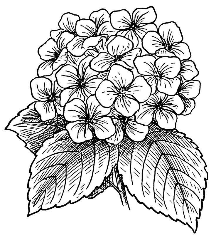 Detailed Hydrangea Flowers