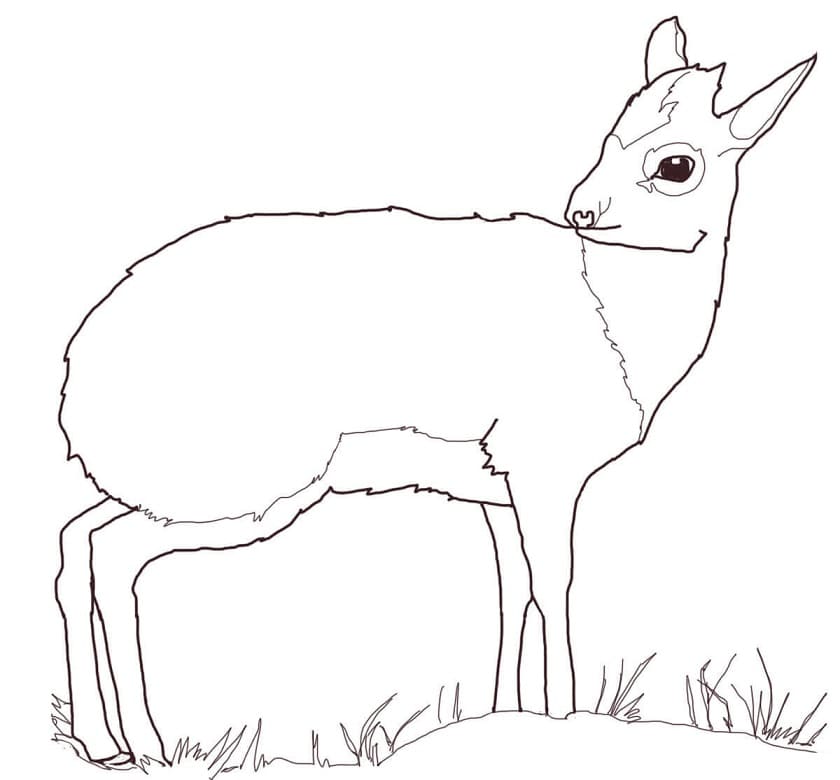 Dik Dik Antelope Coloring Page