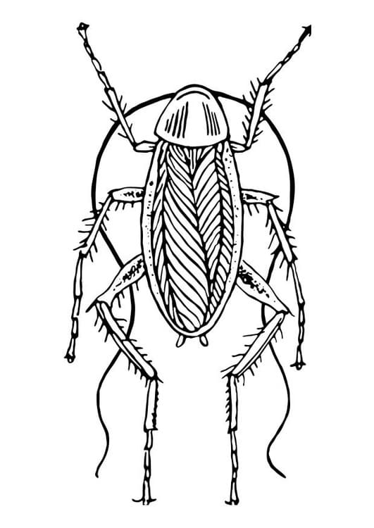 Dirty Cockroach Coloring Page