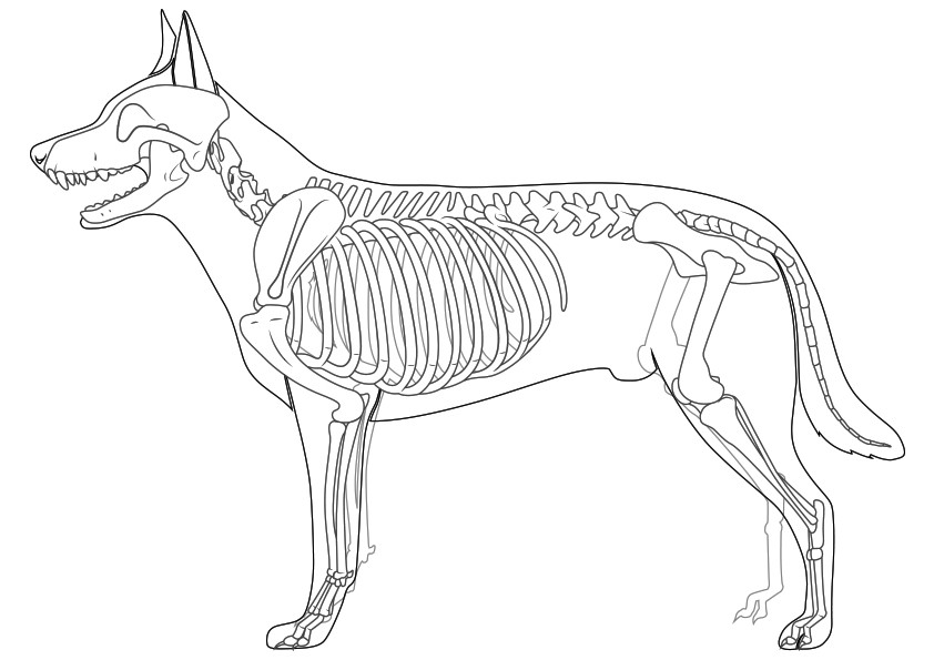 Dog Skeleton Coloring Page