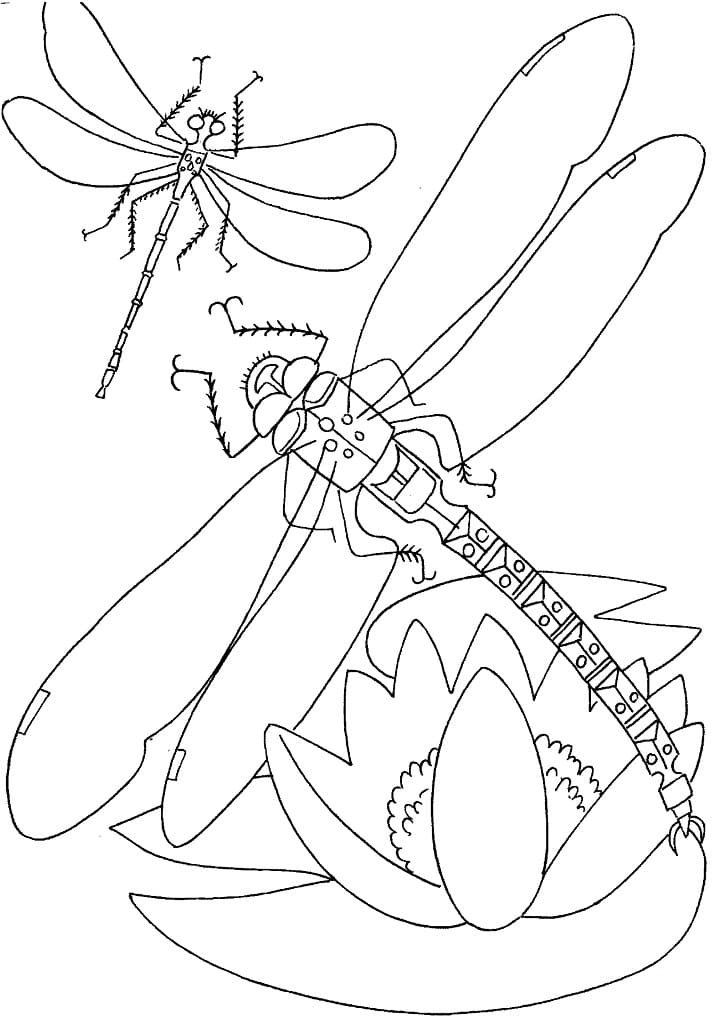 Dragonflies Coloring Page