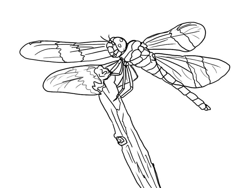 Dragonfly 1 Coloring Page