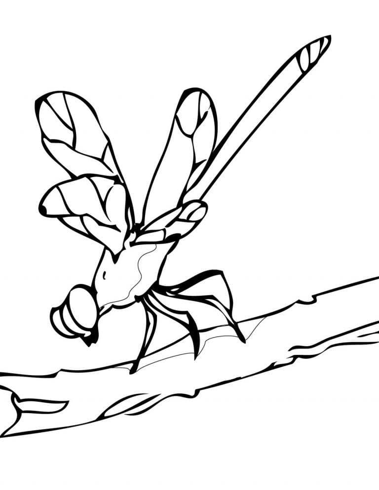 Dragonfly 2 Coloring Page