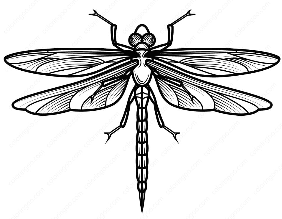 Dragonfly 3 Coloring Page