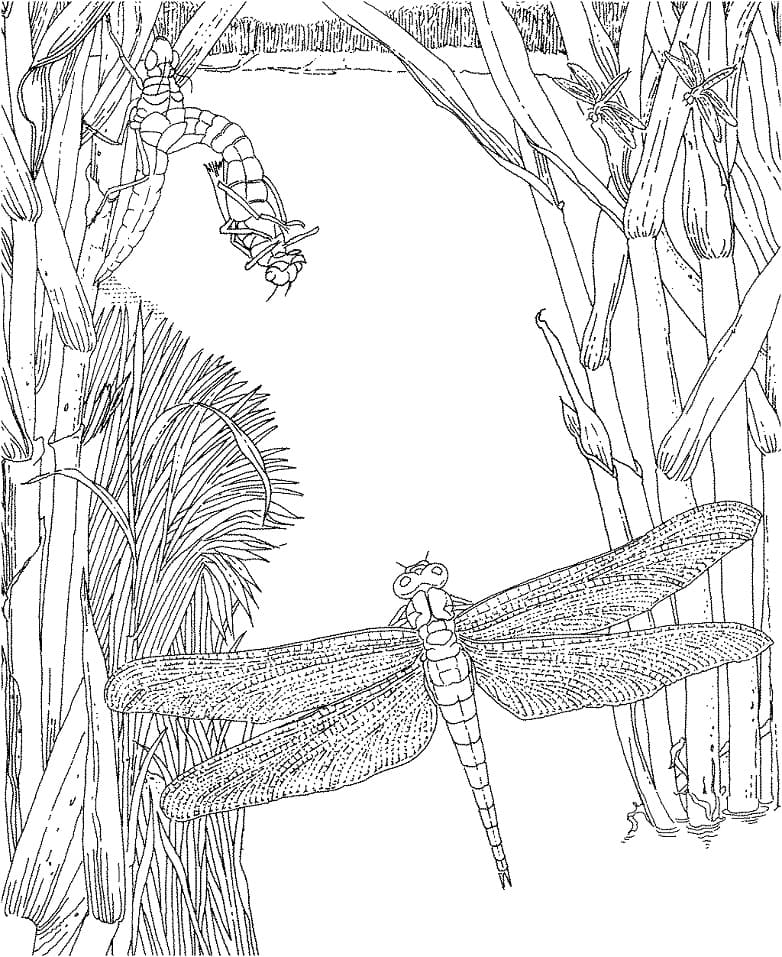 Dragonfly Insect Coloring Page