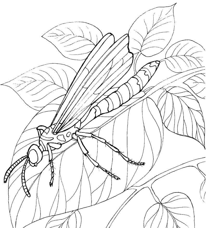 Dragonfly on Leaves Coloring Page