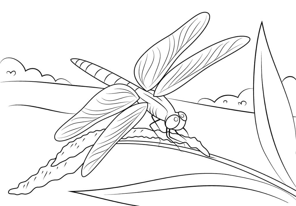 Dragonfly Sits on Stem