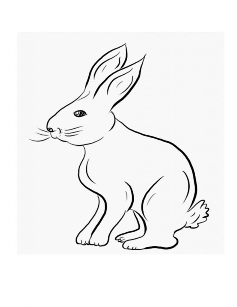 Drawing of Rabbit