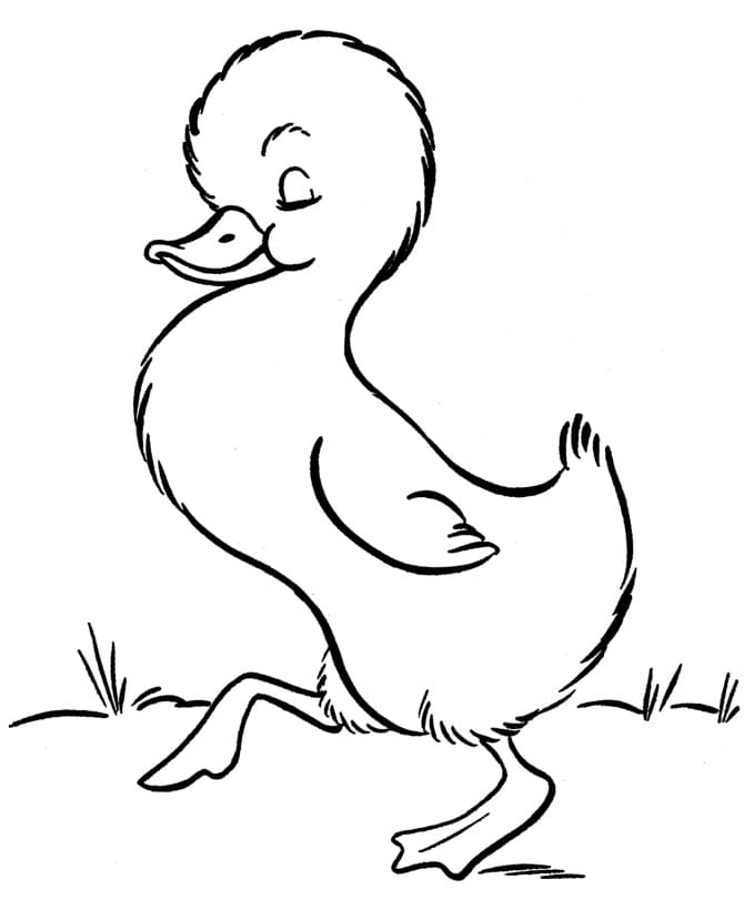 Duckling Walking