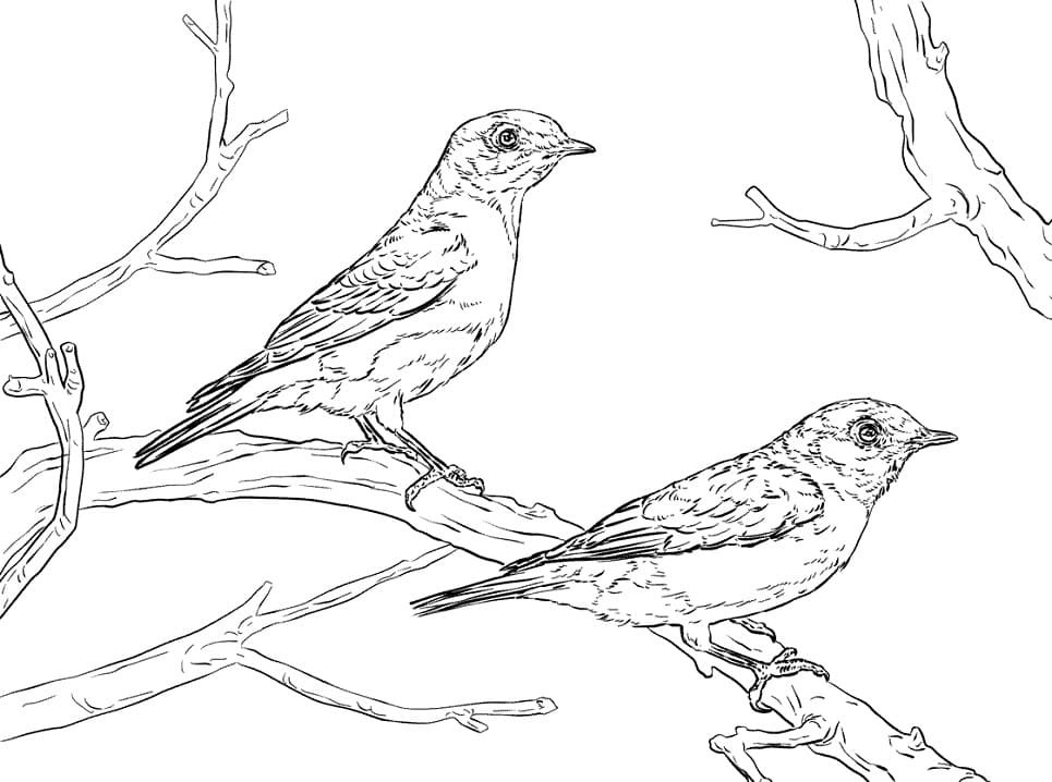 Eastern Bluebirds Coloring Page