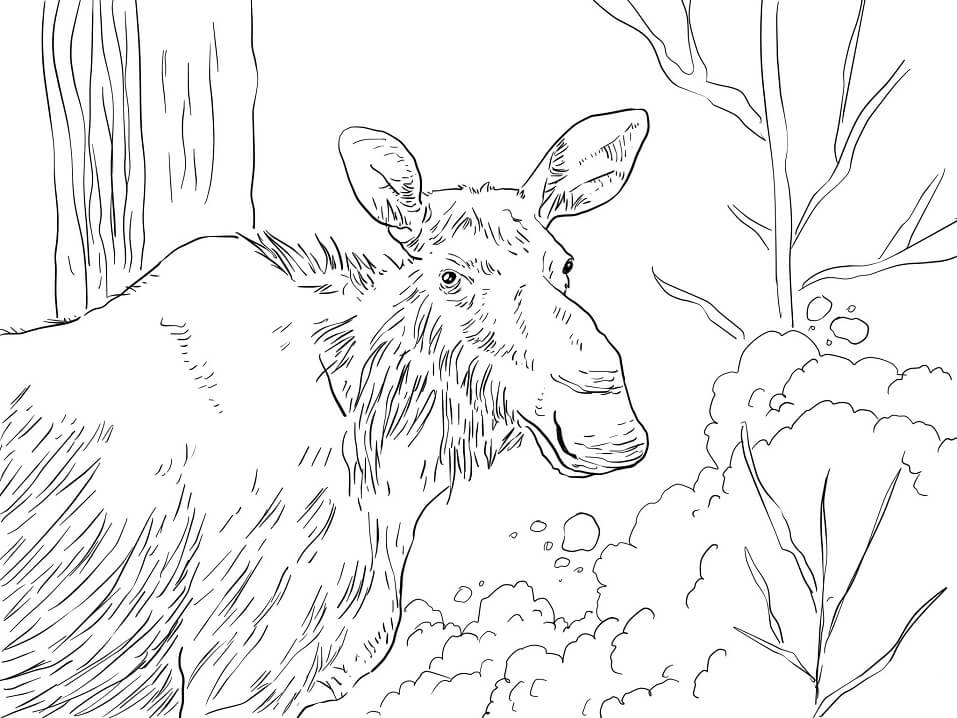 Eastern Moose Coloring Page