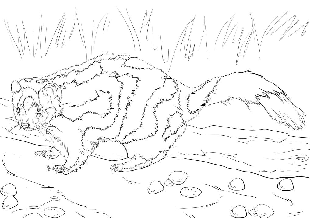 Eastern Spotted Skunk Coloring Page