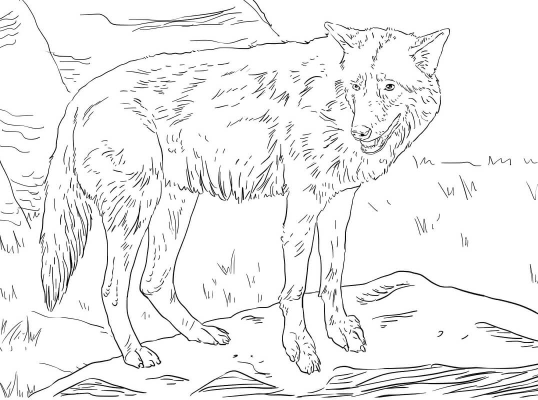 Eastern Wolf Coloring Page