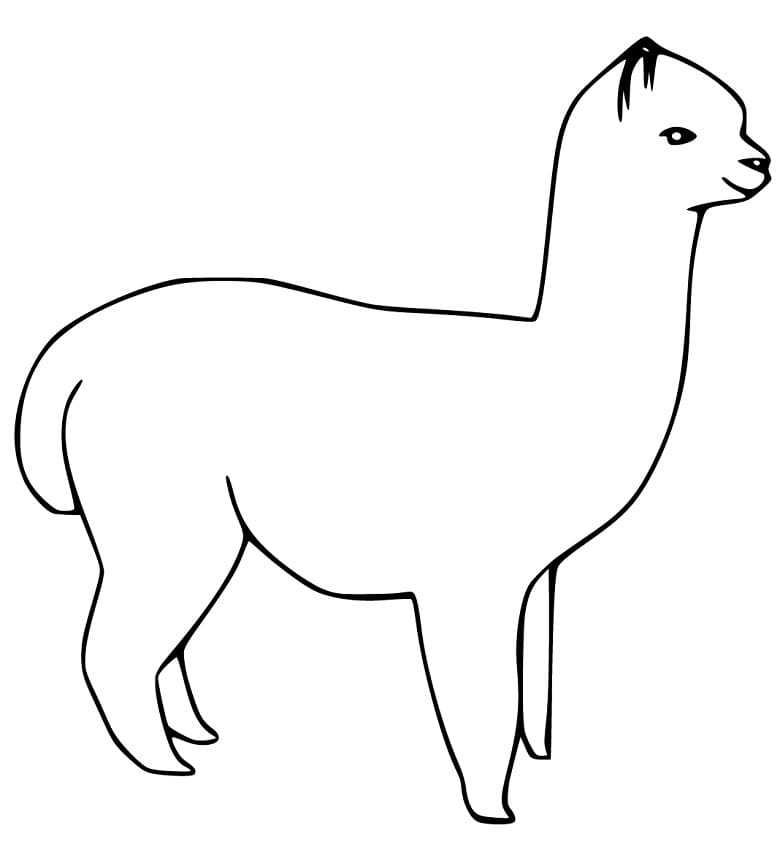 Easy Alpaca Coloring Page