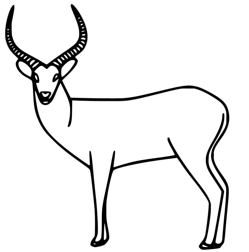 Easy Antelope Coloring Page