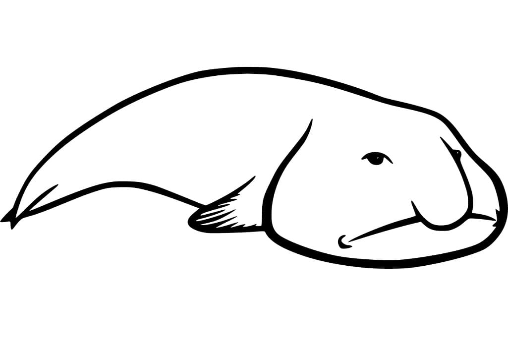 Easy Blobfish