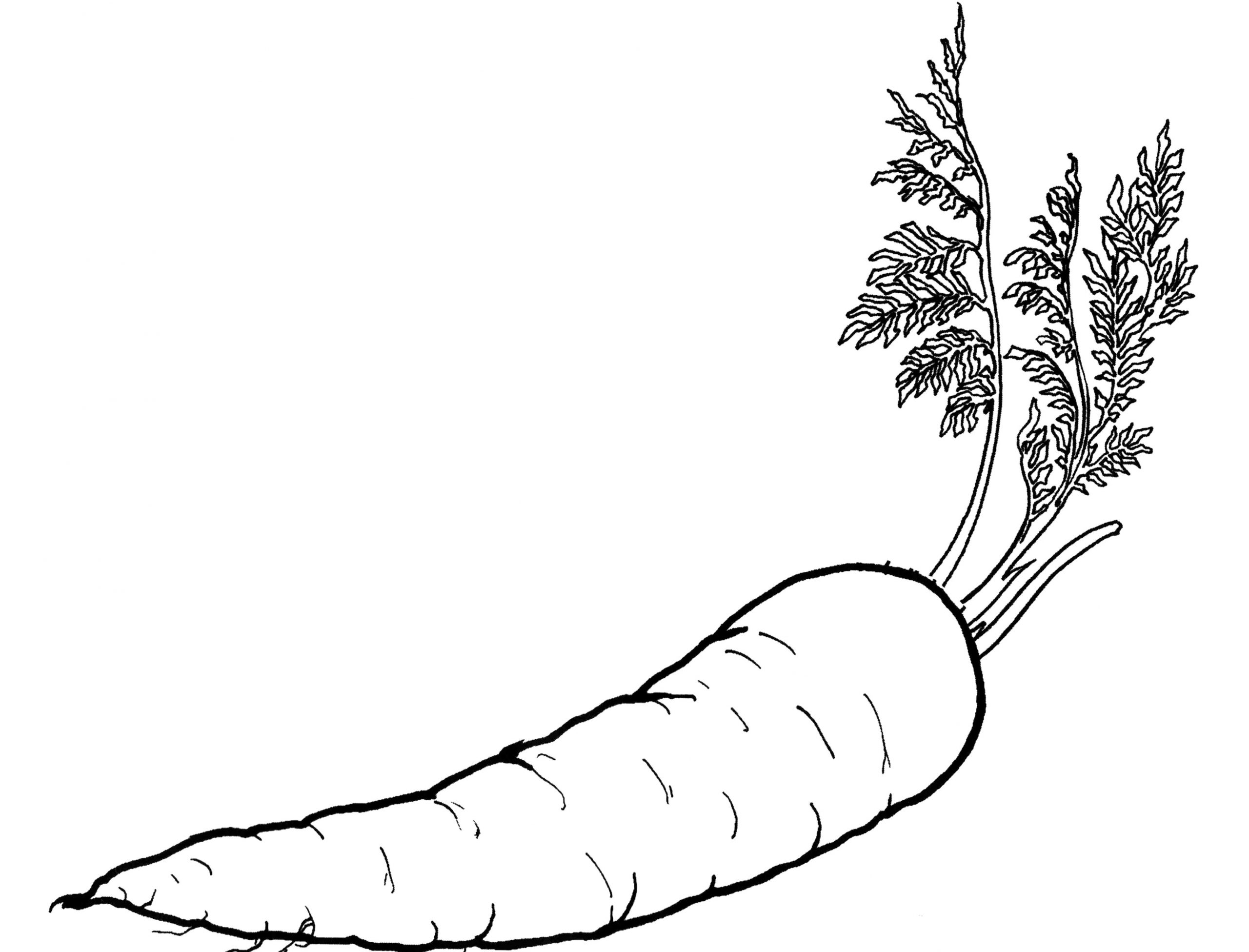 Easy Carrot Coloring Page