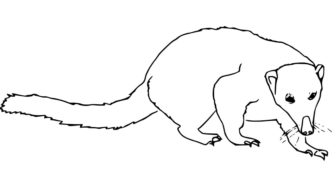 Easy Coati Coloring Page