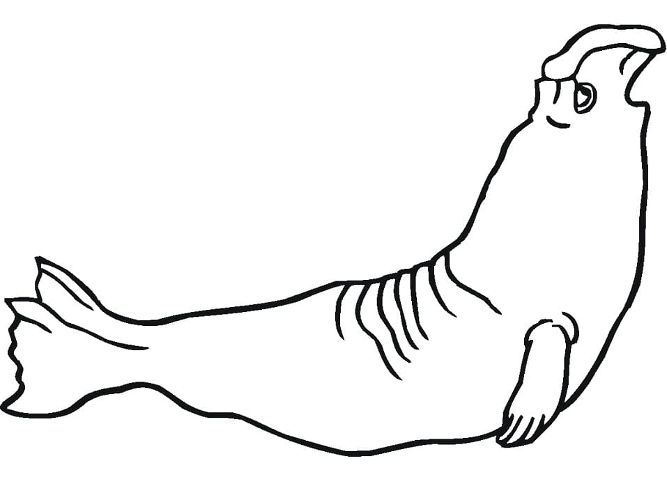 Easy Elephant Seal Coloring Page