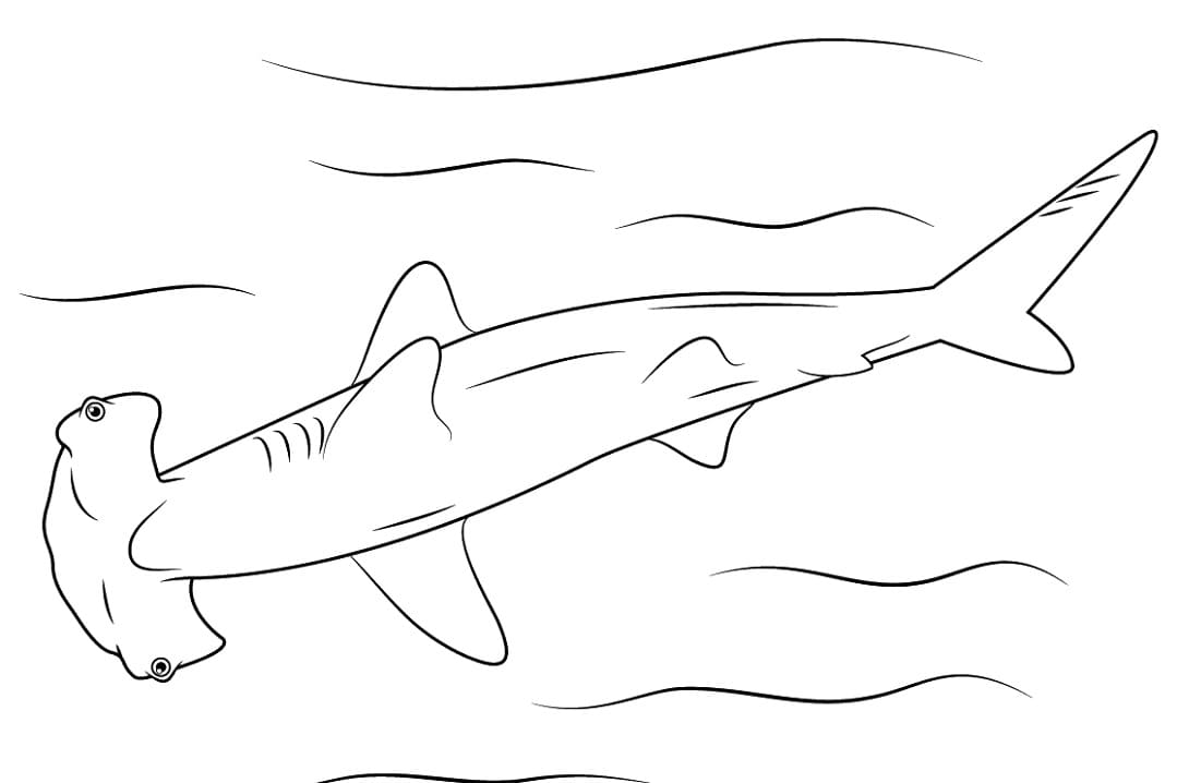 Easy Hammerhead Shark