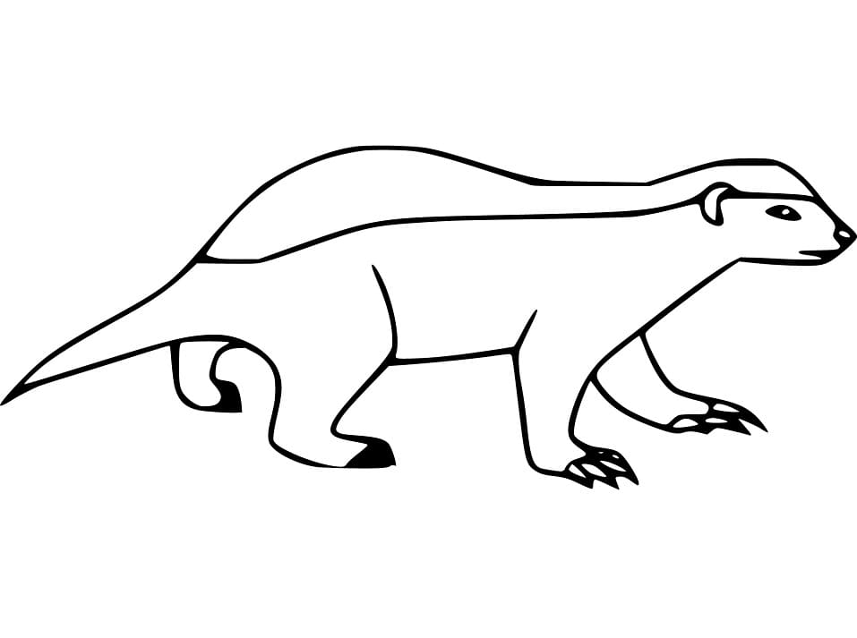 Easy Honey Badger Coloring Page