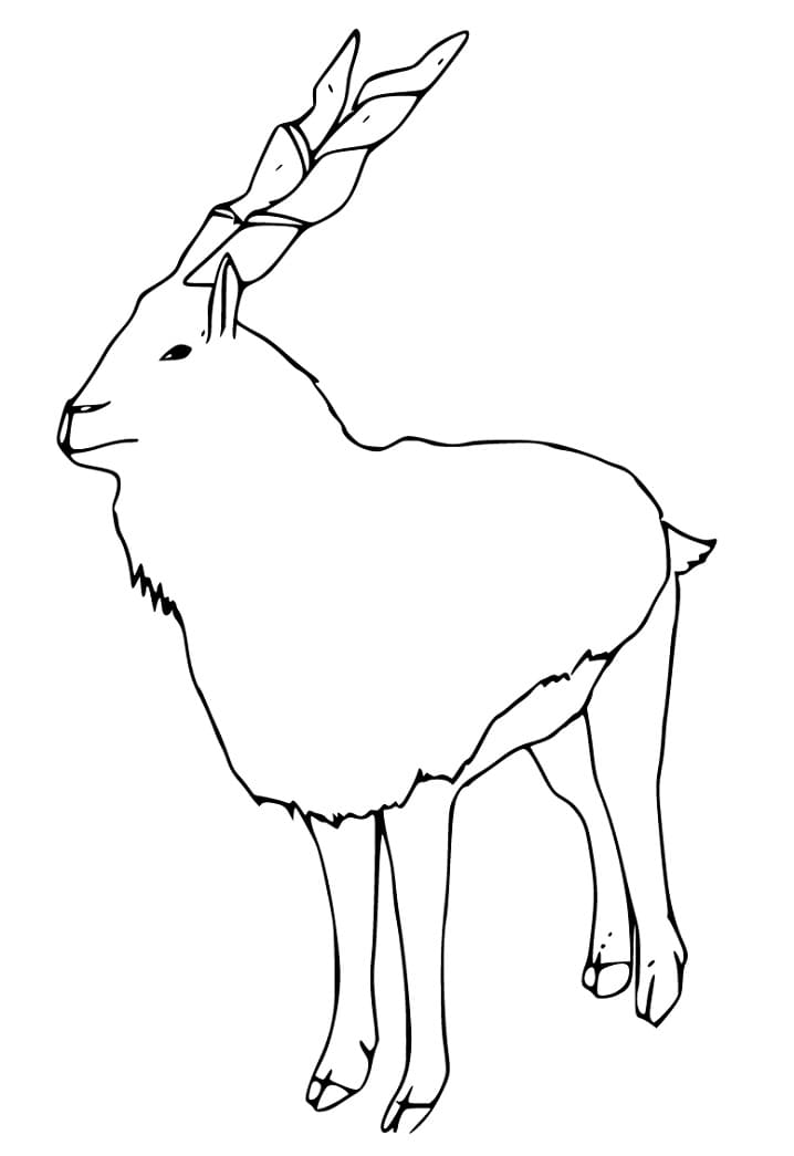 Easy Markhor Coloring Page