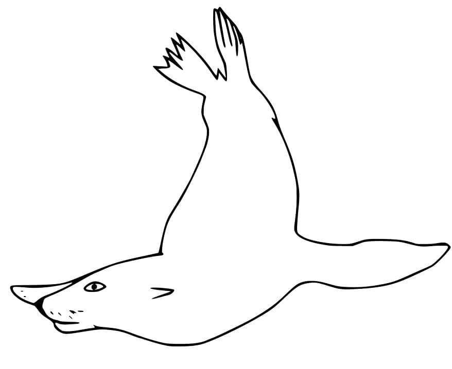Easy Sea Lion Swimming