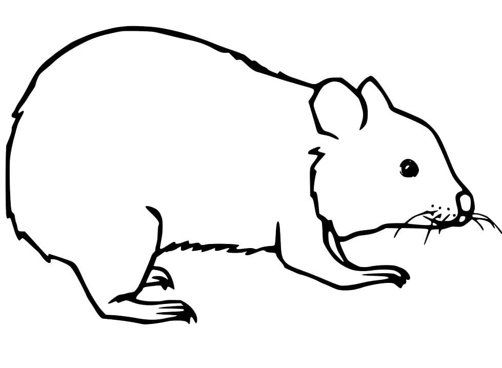 Easy Wombat