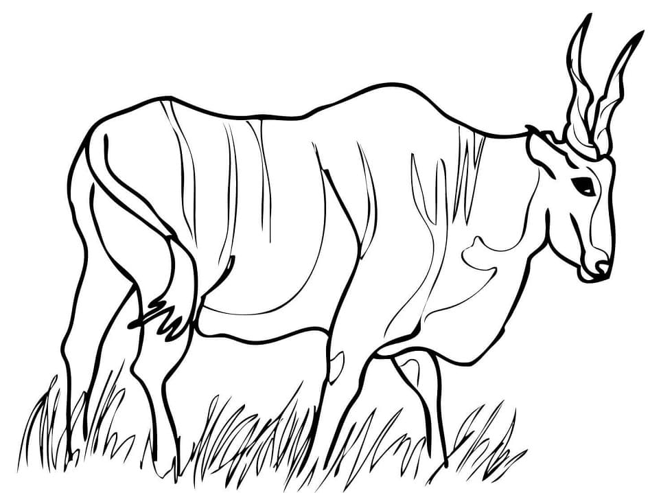 Eland Antelope Coloring Page