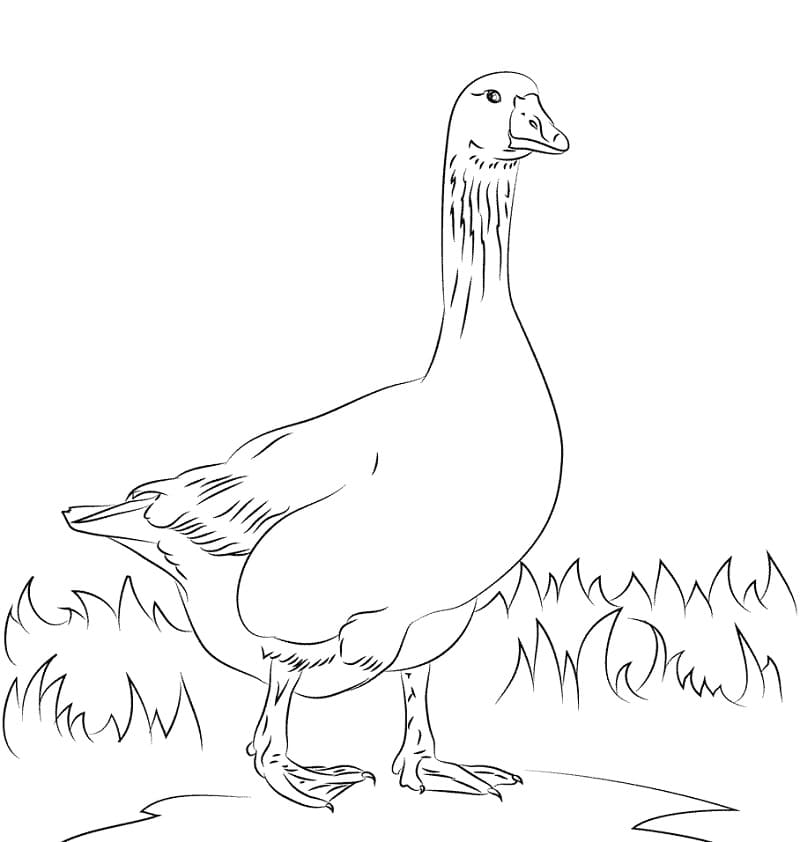 Emden Domestic Goose