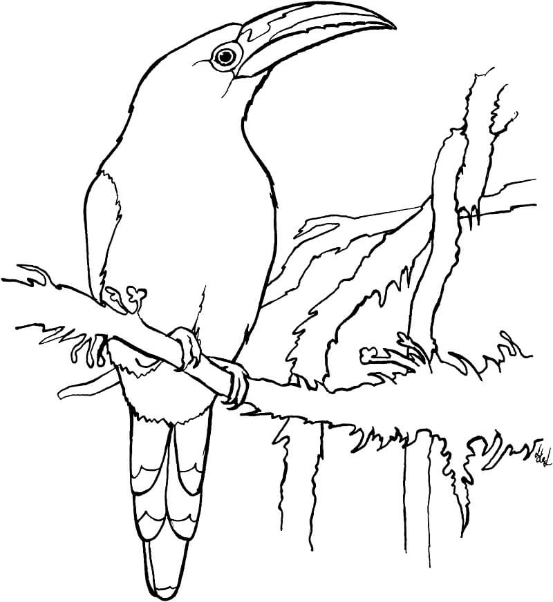 Emerald Toucanet Coloring Page