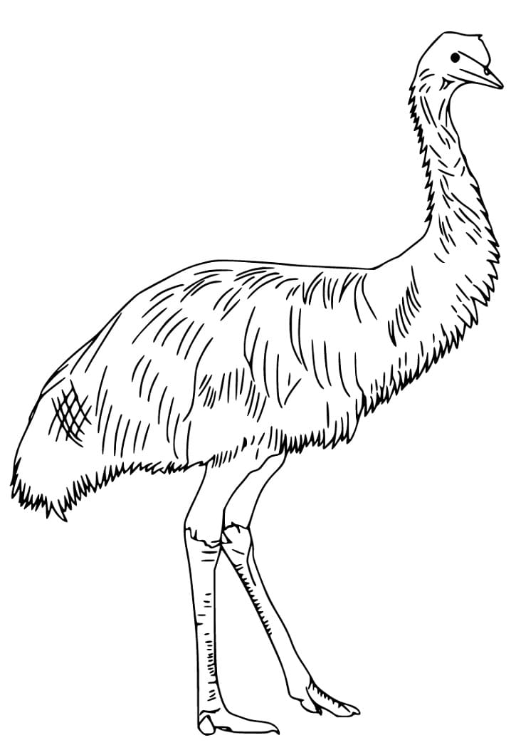Emu Bird 1